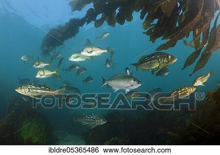 Kelp Bass (Paralabrax clathratus) in Kelp Forest, San Benito Island, Mexico, Central America View Large Photo Image Stock Photograph - Kelp Bass (Paralabrax clathratus) in Kelp Forest, San Benito Island, Mexico, Central America. Fotosearch