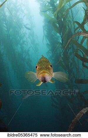Kelp Bass (Paralabrax clathratus) in Kelp Forest, San Benito Island, Mexico, Central America View Large Photo Image Stock Photography - Kelp Bass (Paralabrax clathratus) in Kelp Forest, San Benito Island, Mexico, Central America. Fotosearch