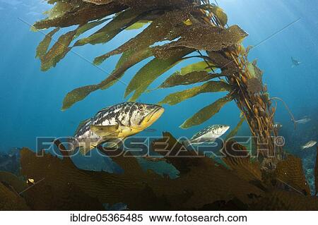 Kelp Bass (Paralabrax clathratus) in Kelp Forest, San Benito Island, Mexico, Central America View Large Photo Image Stock Photography - Kelp Bass (Paralabrax clathratus) in Kelp Forest, San Benito Island, Mexico, Central America. Fotosearch