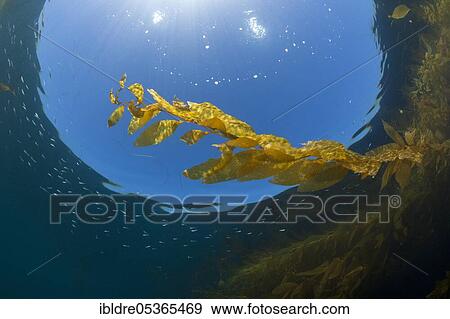 Kelp Forest Giant Kelp (Macrocystis pyrifera), San Benito Island, Mexico, Central America View Large Photo Image Stock Photo - Kelp Forest Giant Kelp (Macrocystis pyrifera), San Benito Island, Mexico, Central America. Fotosearch
