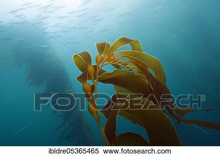 Kelp Forest Giant Kelp (Macrocystis pyrifera), San Benito Island, Mexico, Central America View Large Photo Image Stock Photography - Kelp Forest Giant Kelp (Macrocystis pyrifera), San Benito Island, Mexico, Central America. Fotosearch