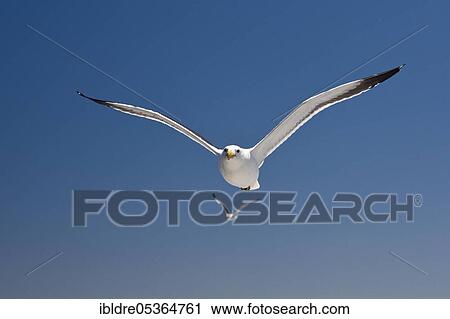 Kelp Gull (Larus dominicanus) in Flight, Walvis Bay, Namibia, Africa View Large Photo Image Stock Image - Kelp Gull (Larus dominicanus) in Flight, Walvis Bay, Namibia, Africa. Fotosearch