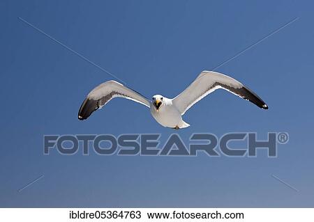 Kelp Gull (Larus dominicanus) in Flight, Walvis Bay, Namibia, Africa View Large Photo Image Stock Image - Kelp Gull (Larus dominicanus) in Flight, Walvis Bay, Namibia, Africa. Fotosearch