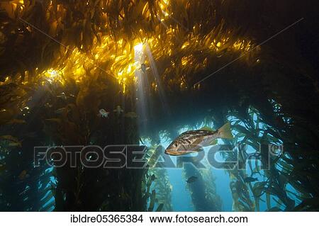 Picture - Kelp perch in kelp forest (Paralabrax clathratus), San Benito Island, Mexico, Central America. Fotosearch