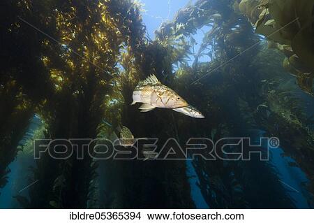 Kelp perch in kelp forest (Paralabrax clathratus), San Benito Island, Mexico, Central America View Large Photo Image Picture - Kelp perch in kelp forest (Paralabrax clathratus), San Benito Island, Mexico, Central America. Fotosearch