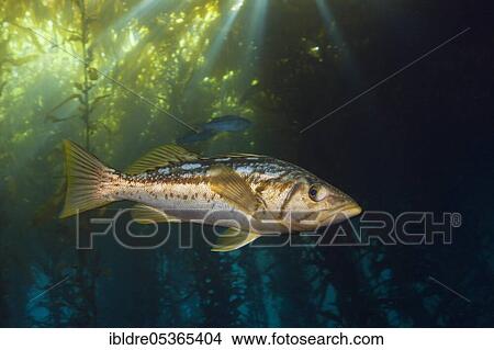 Picture - Kelp perch in kelp forest (Paralabrax clathratus), Cedros Island, Mexico, Central America. Fotosearch