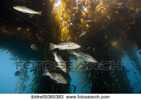 Kelp perch in kelp forest (Paralabrax clathratus), San Benito Island, Mexico, Central America View Large Photo Image Stock Image - Kelp perch in kelp forest (Paralabrax clathratus), San Benito Island, Mexico, Central America. Fotosearch