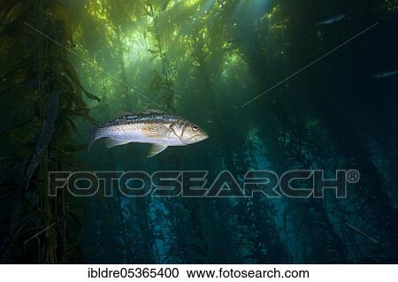 Kelp perch in kelp forest (Paralabrax clathratus), Cedros Island, Mexico, Central America View Large Photo Image Stock Image - Kelp perch in kelp forest (Paralabrax clathratus), Cedros Island, Mexico, Central America. Fotosearch