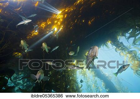 Kelp perch in kelp forest (Paralabrax clathratus), San Benito Island, Mexico, Central America View Large Photo Image Stock Photograph - Kelp perch in kelp forest (Paralabrax clathratus), San Benito Island, Mexico, Central America. Fotosearch