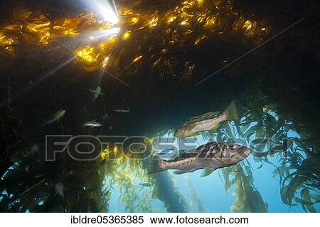 Kelp perch in kelp forest (Paralabrax clathratus), San Benito Island, Mexico, Central America View Large Photo Image Stock Photography - Kelp perch in kelp forest (Paralabrax clathratus), San Benito Island, Mexico, Central America. Fotosearch