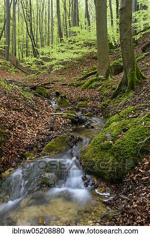 Stock Image - Kieler Bach, Jasmund National Park, Rügen, Mecklenburg-Vorpommern, Germany, Europe. Fotosearch