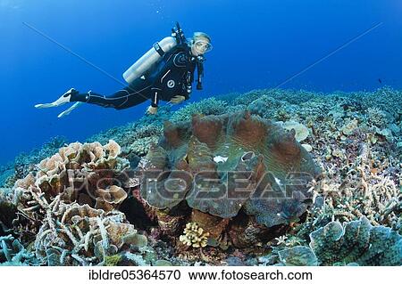 Killer mussel in reef (Tridacna squamosa), Mary Island, Solomon Islands, Oceania View Large Photo Image Stock Image - Killer mussel in reef (Tridacna squamosa), Mary Island, Solomon Islands, Oceania. Fotosearch