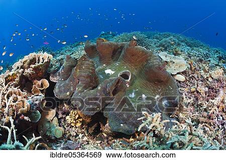 Killer mussel in reef (Tridacna squamosa), Mary Island, Solomon Islands, Oceania View Large Photo Image Stock Photo - Killer mussel in reef (Tridacna squamosa), Mary Island, Solomon Islands, Oceania. Fotosearch
