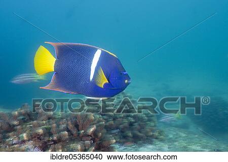 King angelfish, Holocanthus passer, Cabo Pulmo Marine National Park, Baja California Sur, Mexico, Central America View Large Photo Image Stock Image - King angelfish, Holocanthus passer, Cabo Pulmo Marine National Park, Baja California Sur, Mexico, Central America. Fotosearch