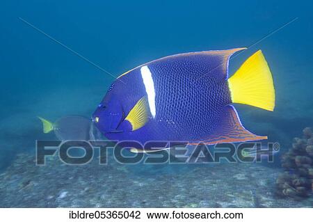 King angelfish, Holocanthus passer, Cabo San Lucas, Baja California Sur, Mexico, Central America View Large Photo Image Stock Image - King angelfish, Holocanthus passer, Cabo San Lucas, Baja California Sur, Mexico, Central America. Fotosearch