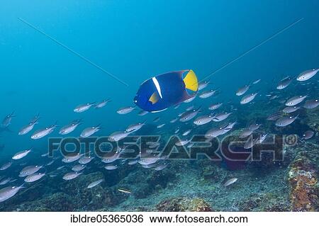 King angelfish, Holocanthus passer, Cabo Pulmo Marine National Park, Baja California Sur, Mexico, Central America View Large Photo Image Stock Photograph - King angelfish, Holocanthus passer, Cabo Pulmo Marine National Park, Baja California Sur, Mexico, Central America. Fotosearch
