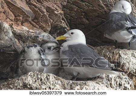 Stock Photo - Kittiwake (Rissa tridactyla), young bird, chick, breeding rock, Ekkeroy, Varanger, Finnmark, Norway, Europe. Fotosearch