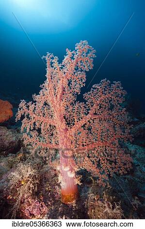 Klunzinger's Soft Coral (Dendronephthya klunzingeri), Marovo Lagoon, Solomon Islands, Oceania View Large Photo Image Stock Image - Klunzinger's Soft Coral (Dendronephthya klunzingeri), Marovo Lagoon, Solomon Islands, Oceania. Fotosearch