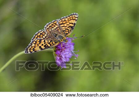 Picture - Knapweed fritillary (Melitaea phoebe), Istria, Croatia, Europe. Fotosearch