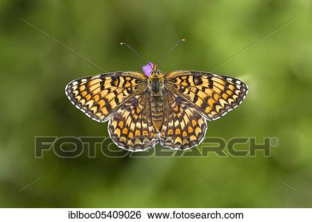 Knapweed fritillary (Melitaea phoebe), Istria, Croatia, Europe View Large Photo Image Stock Photograph - Knapweed fritillary (Melitaea phoebe), Istria, Croatia, Europe. Fotosearch