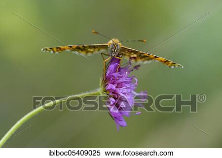 Knapweed fritillary (Melitaea phoebe), Istria, Croatia, Europe View Large Photo Image Stock Photography - Knapweed fritillary (Melitaea phoebe), Istria, Croatia, Europe. Fotosearch