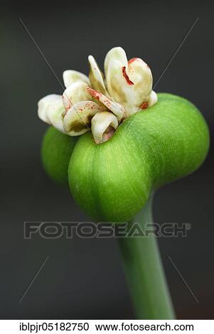 Stock Image - Knight's Star, fruiting (Hippeastrum alicum), Amaryllis. Fotosearch
