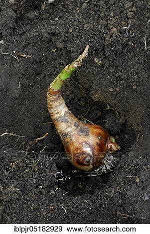 Knight's star, tuber in planting hole ( Amaryllis hippeastrum) View Large Photo Image Stock Photo - Knight's star, tuber in planting hole ( Amaryllis hippeastrum). Fotosearch