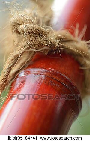Knots on bamboo cane, looped, knotted, connected View Large Photo Image Stock Image - Knots on bamboo cane, looped, knotted, connected. Fotosearch