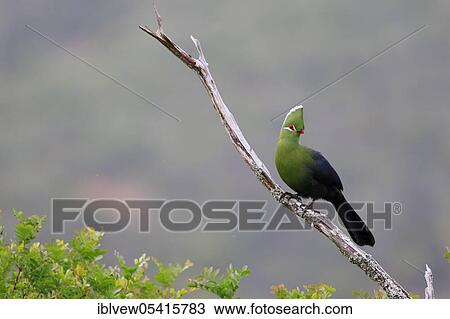 Knysna Turaco, Kariega Game Reserve, Western Cape, South Africa (Tauraco corythaix) View Large Photo Image Stock Image - Knysna Turaco, Kariega Game Reserve, Western Cape, South Africa (Tauraco corythaix). Fotosearch