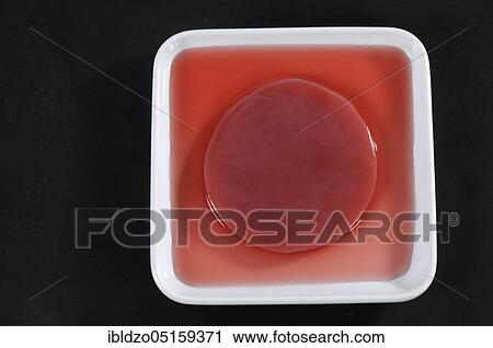 Kombucha, tea mushroom View Large Photo Image Stock Image - Kombucha, tea mushroom. Fotosearch