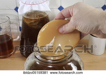 Kombucha, tea mushroom View Large Photo Image Stock Image - Kombucha, tea mushroom. Fotosearch