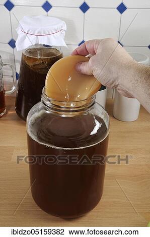 Stock Image - Kombucha, tea mushroom. Fotosearch