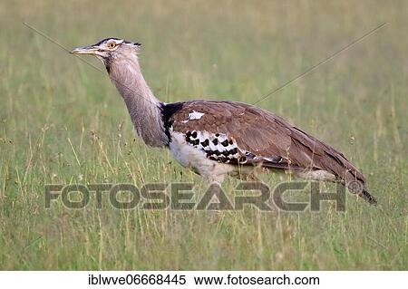 Stock Photography - Kori bustard (Ardeotis kori), Kori Bustard, Kori Bustard, Masai Mara, Kenya, Africa. Fotosearch
