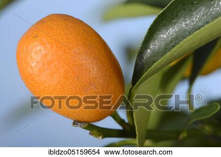 Kumquat (Fortunella margarita) (japonica) (Citrus margarita) View Large Photo Image Picture - Kumquat (Fortunella margarita) (japonica) (Citrus margarita). Fotosearch