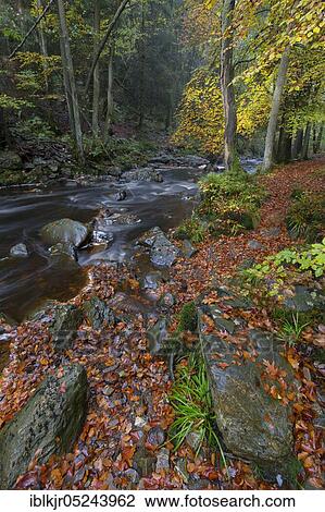 Stock Image - La Hoegne torrent, near Hautes Fagnes, Ardennes, Wallonia, Liege, Belgium, Europe. Fotosearch
