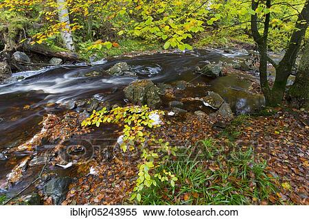 La Hoegne torrent, near Hautes Fagnes, Ardennes, Wallonia, Liege, Belgium, Europe View Large Photo Image Stock Photography - La Hoegne torrent, near Hautes Fagnes, Ardennes, Wallonia, Liege, Belgium, Europe. Fotosearch