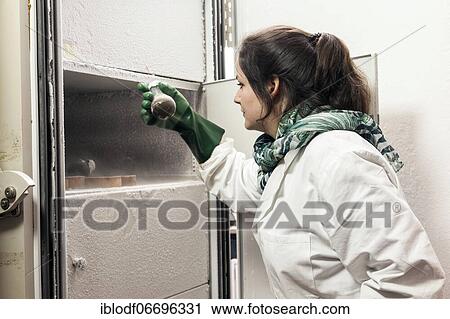 Laboratory technician examines samples in the laboratory icebox at -80 degrees at the Institute for Pharmaceutical Biology and Biotechnology at Heinrich Heine University Düsseldorf, North Rhine-Westphalia, Germany, Europe View Large Photo Image Stock Image - Laboratory technician examines samples in the laboratory icebox at -80 degrees at the Institute for Pharmaceutical Biology and Biotechnology at Heinrich Heine University Düsseldorf, North Rhine-Westphalia, Germany, Europe. Fotosearch