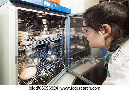 Laboratory technician examining samples in the laboratory at the Institute for Pharmaceutical Biology and Biotechnology at Heinrich Heine University Düsseldorf, North Rhine-Westphalia, Germany, Europe View Large Photo Image Picture - Laboratory technician examining samples in the laboratory at the Institute for Pharmaceutical Biology and Biotechnology at Heinrich Heine University Düsseldorf, North Rhine-Westphalia, Germany, Europe. Fotosearch