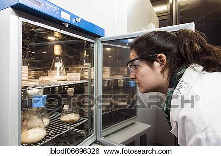 Laboratory technician examining samples in the laboratory at the Institute for Pharmaceutical Biology and Biotechnology at Heinrich Heine University Düsseldorf, North Rhine-Westphalia, Germany, Europe View Large Photo Image Stock Photograph - Laboratory technician examining samples in the laboratory at the Institute for Pharmaceutical Biology and Biotechnology at Heinrich Heine University Düsseldorf, North Rhine-Westphalia, Germany, Europe. Fotosearch