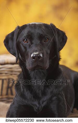 Stock Image - Labrador Retriever, bitch, black, portrait. Fotosearch