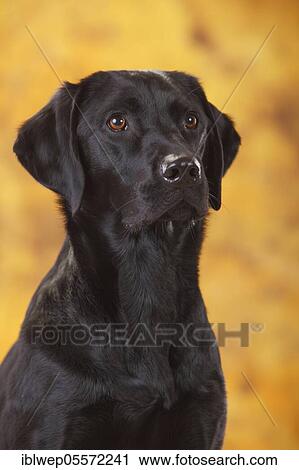 Stock Image - Labrador Retriever, female, black, with animal toy in mouth. Fotosearch