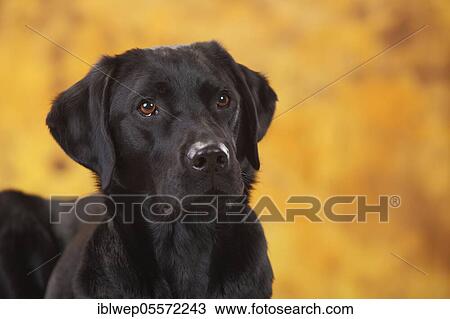 Labrador Retriever, female, black, with animal toy in mouth View Large Photo Image Stock Image - Labrador Retriever, female, black, with animal toy in mouth. Fotosearch