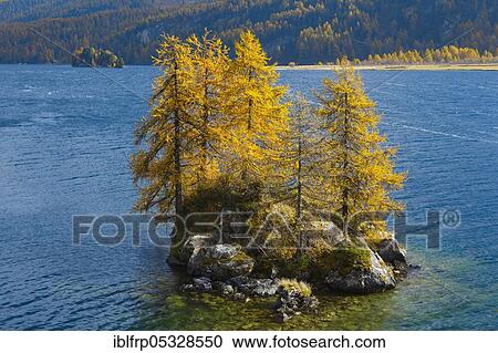 Stock Image - Laerchen, Silsersee, Engadin, Switzerland, Europe. Fotosearch