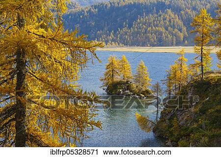Stock Image - Laerchen, Silsersee, Engadin, Switzerland, Europe. Fotosearch