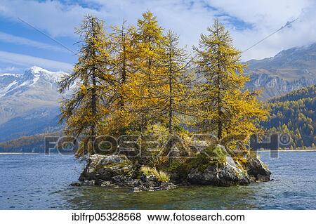 Stock Photo - Laerchen, Silsersee, Engadin, Switzerland, Europe. Fotosearch