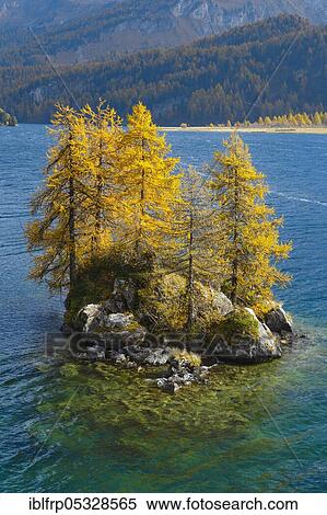 Laerchen, Silsersee, Engadin, Switzerland, Europe View Large Photo Image Stock Photography - Laerchen, Silsersee, Engadin, Switzerland, Europe. Fotosearch