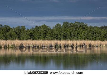 Lake, Lusatia, Saxony, Germany, Europe View Large Photo Image Stock Photo - Lake, Lusatia, Saxony, Germany, Europe. Fotosearch