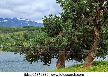 Lake, Ulvik, Norway, Europe View Large Photo Image Stock Photo - Lake, Ulvik, Norway, Europe. Fotosearch