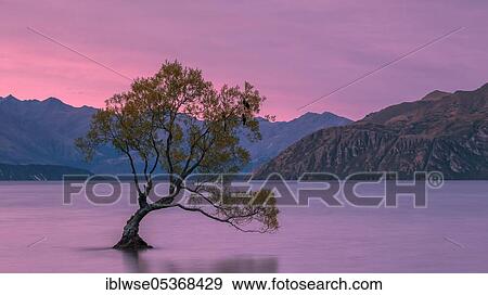 Lake Wanaka, Wanaka, Otago, New Zealand, Oceania View Large Photo Image Stock Photo - Lake Wanaka, Wanaka, Otago, New Zealand, Oceania. Fotosearch