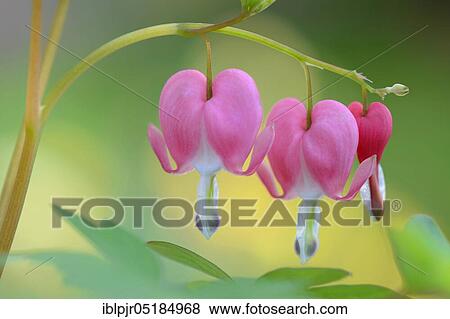 Stock Photo - Lamprocapnos ( Dicentra spectabilis), plants. Fotosearch